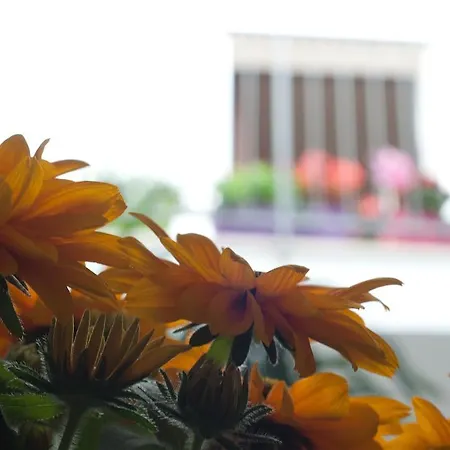 Liberta مارسالا